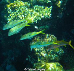 Yallowfin goatfish by Yakout Hegazy 